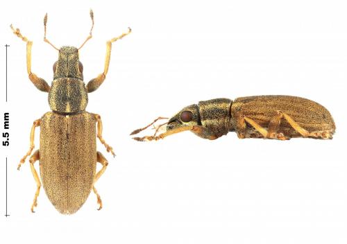 Sitona lineatus